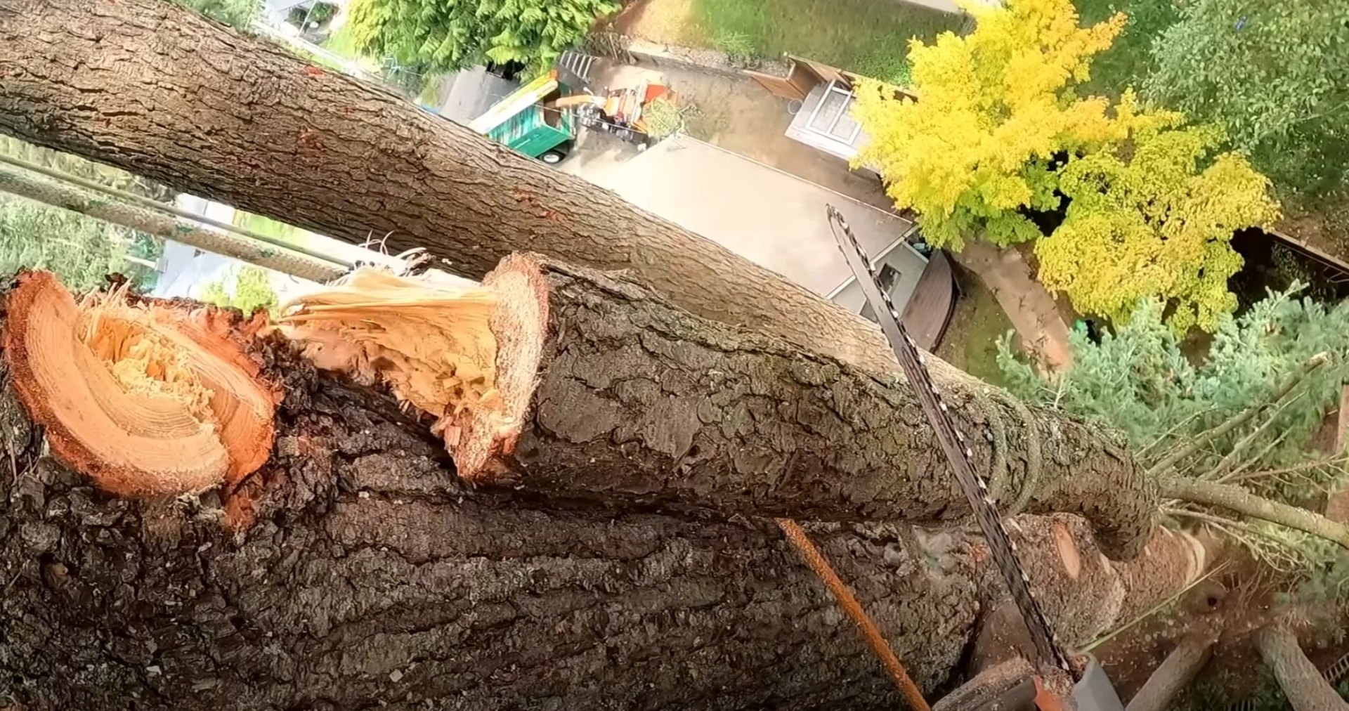 Tree removal equipment and process in The Villages