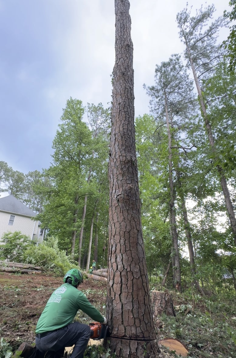 Professional tree removal service in The Villages FL with certified arborist using chainsaw