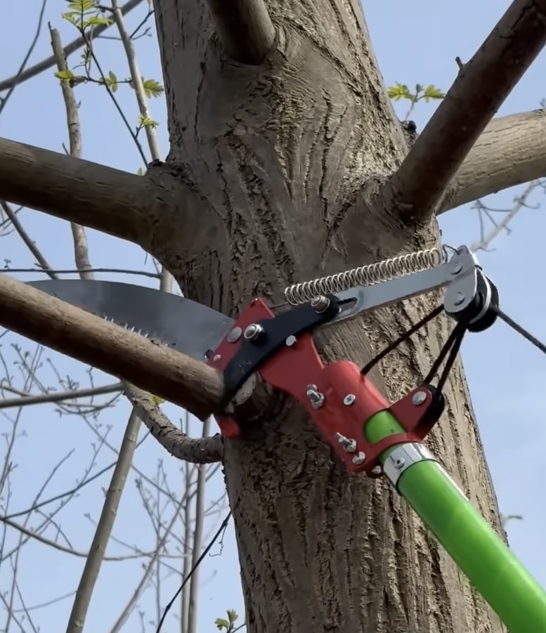 Professional tree trimming and pruning in The Villages FL