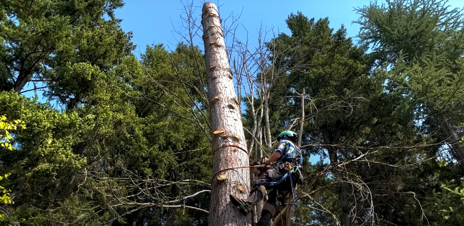 Professional arborist climbing tall tree for safe removal in The Villages Florida