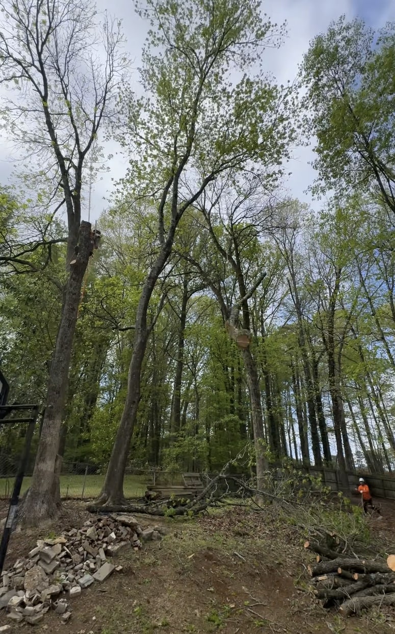 Professional tree removal crew working on tall trees with debris cleanup in residential area