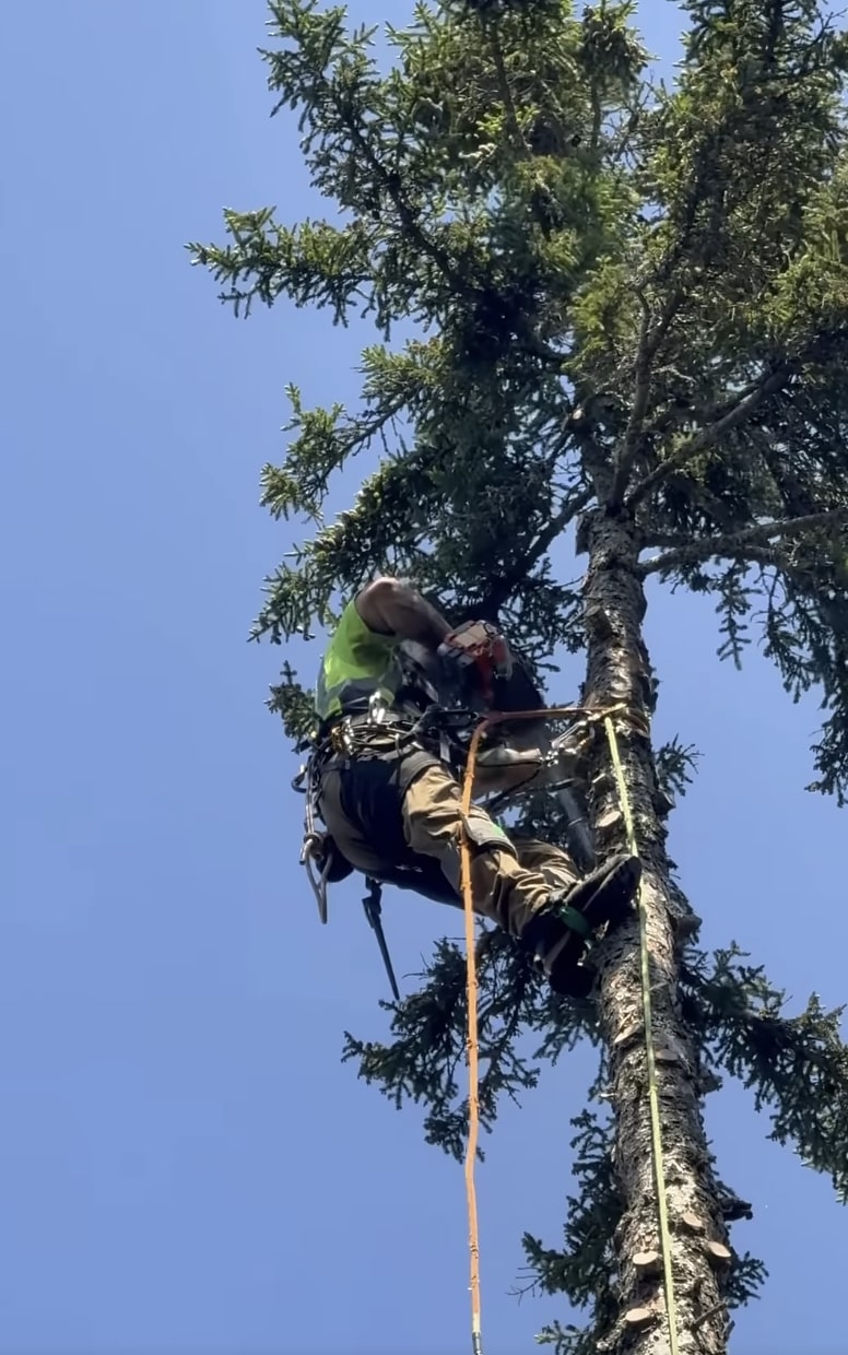 Professional arborist performing tree trimming services